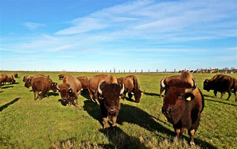 Bisongehege Wermsdorf (@bison.